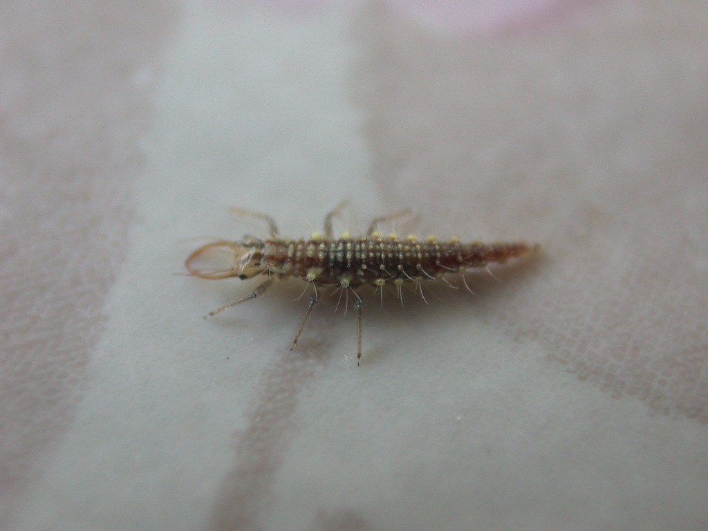 Larva di Chrysoperla sp. (Planipennia, Chrysopidae)